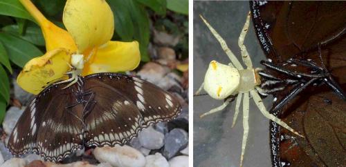 Thomisus okinawensis